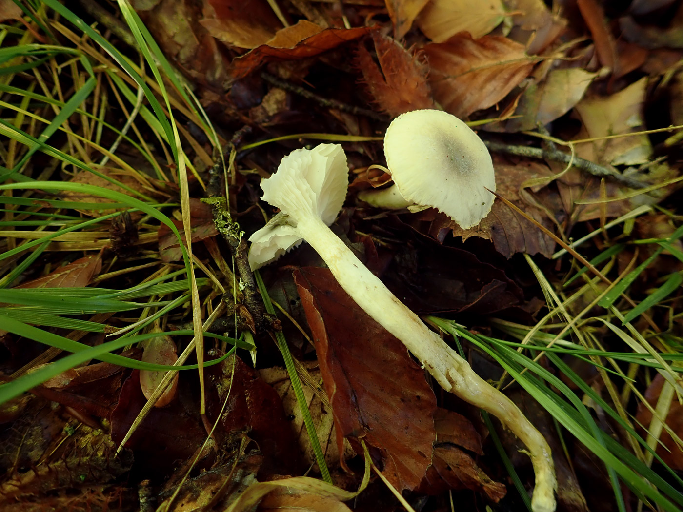 Photo © Penny Cullington Hygrophorus mesotephrus by Penny Cullington